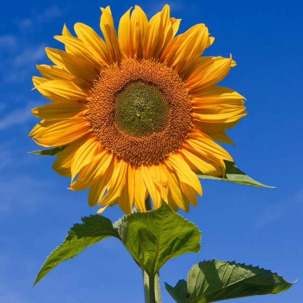 For Posh Friend Princess